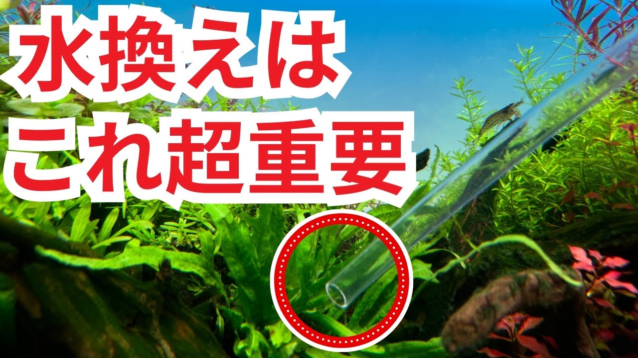 水換えをしても調子が上がらない原因はこれです