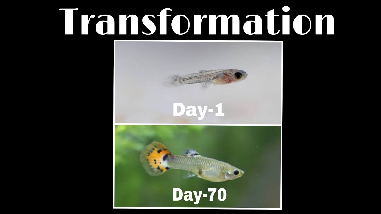 Guppy fish fry growing day by day(transformation of guppy fry from day-1 to day-70)