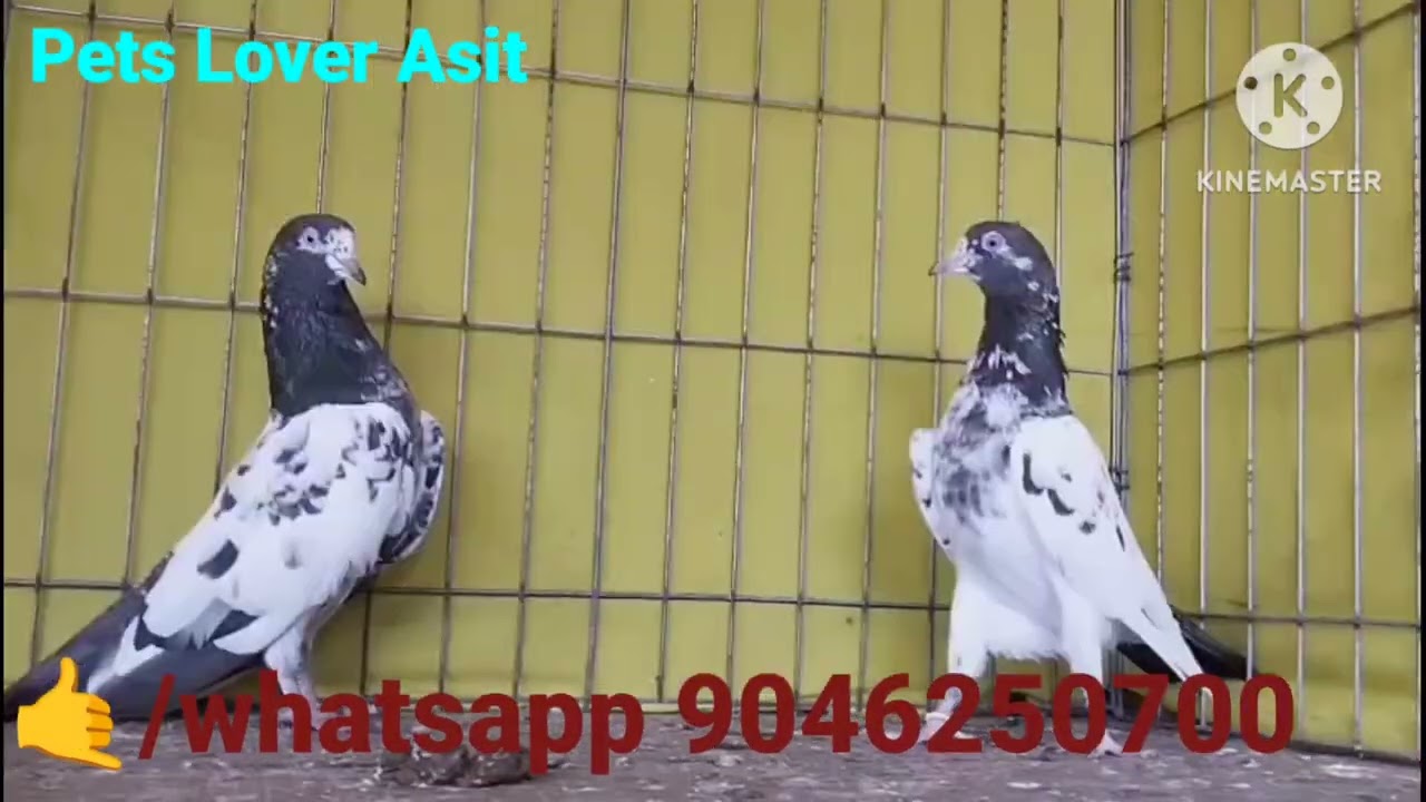 31/07/2025 High Quality Teddy pigeon Pakistani blood Line Location Canning  S24 prgs🤙/WAp 9046250700