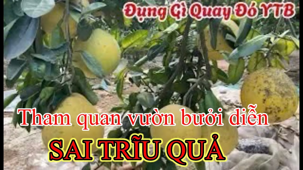 Tham quan vườn bưởi diễn sai trĩu quả.