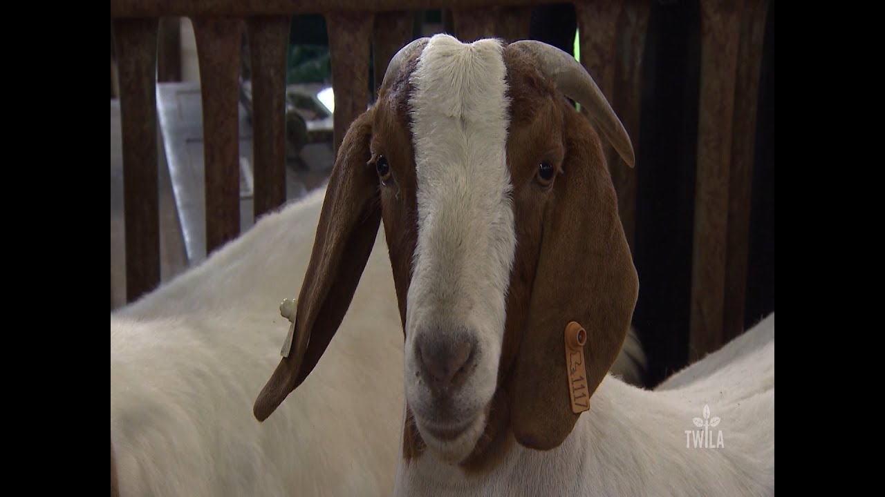 Youth Compete in LSU AgCenter Livestock Show