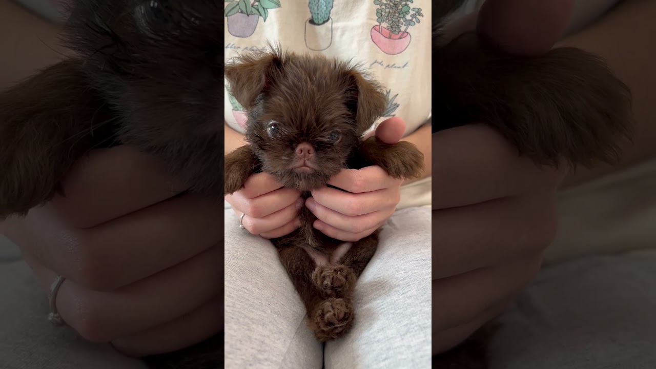 little griffon #shorts#griffon#puppy