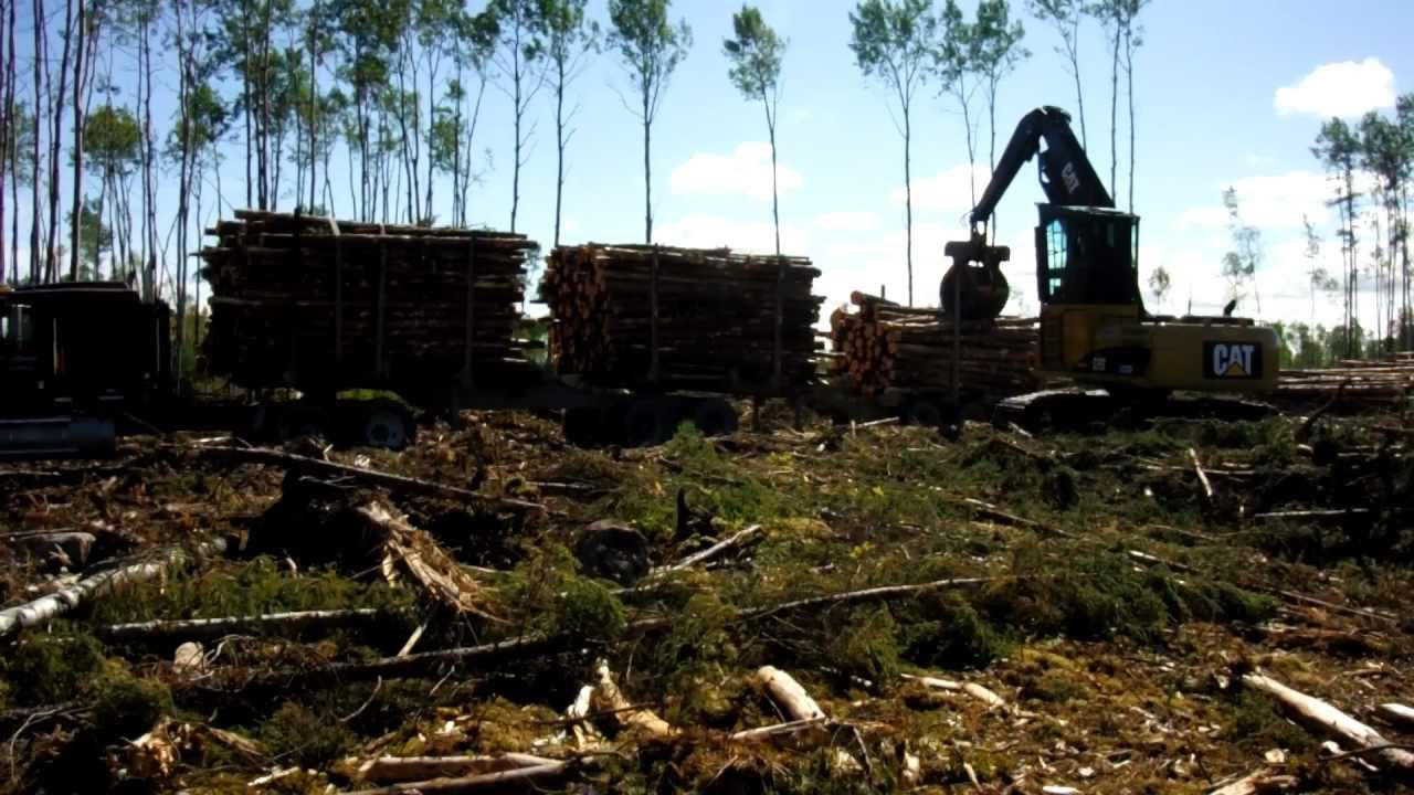 Pulp Wood Harvest - Loading Logs at Landing