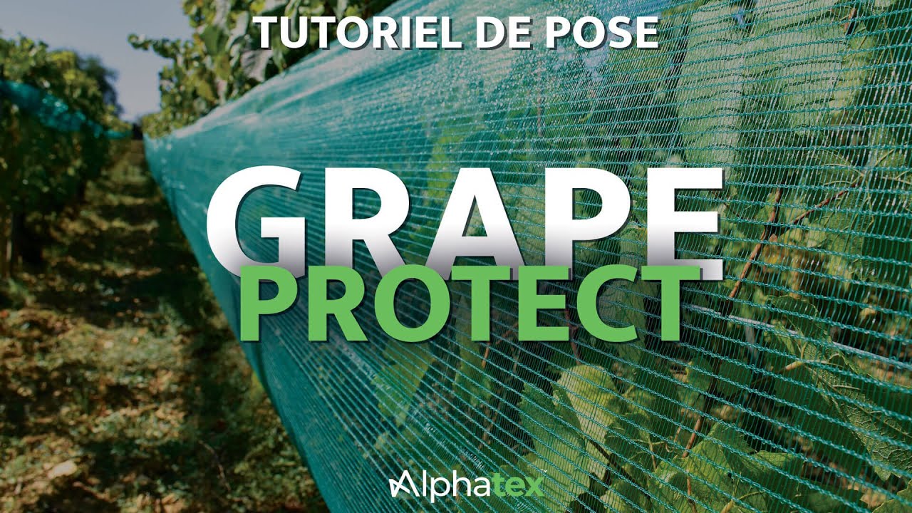 Grape Protect - Tutoriel de pose de notre filet pour les vignes - Alphatex