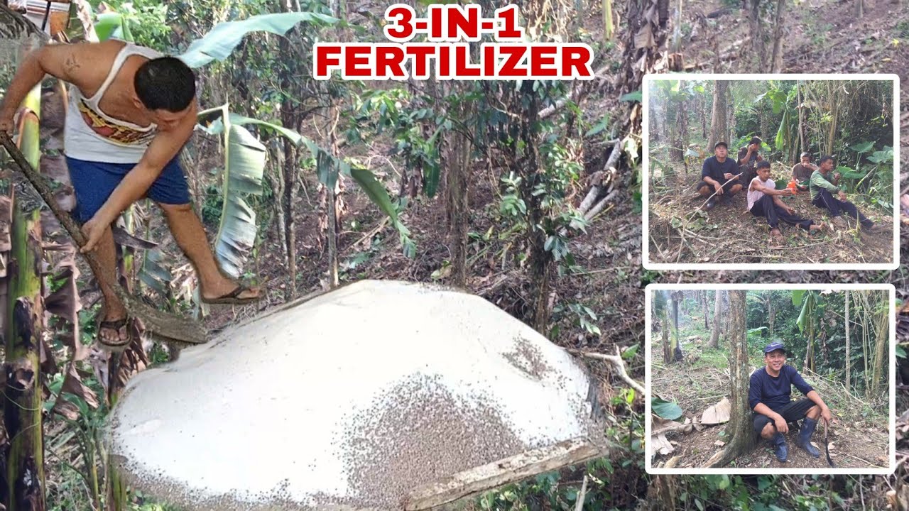 3 IN 1 FERTILIZER PARA SA FRUIT TREES *MUST WATCH* | Biyaherong Batangueno