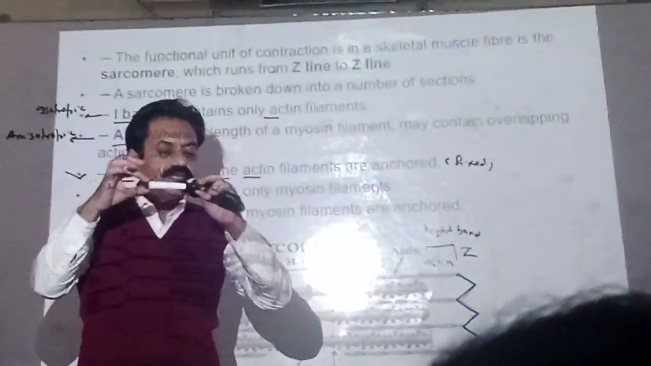 Sarcomere by late Prof: Mansoor Ahmed Abro