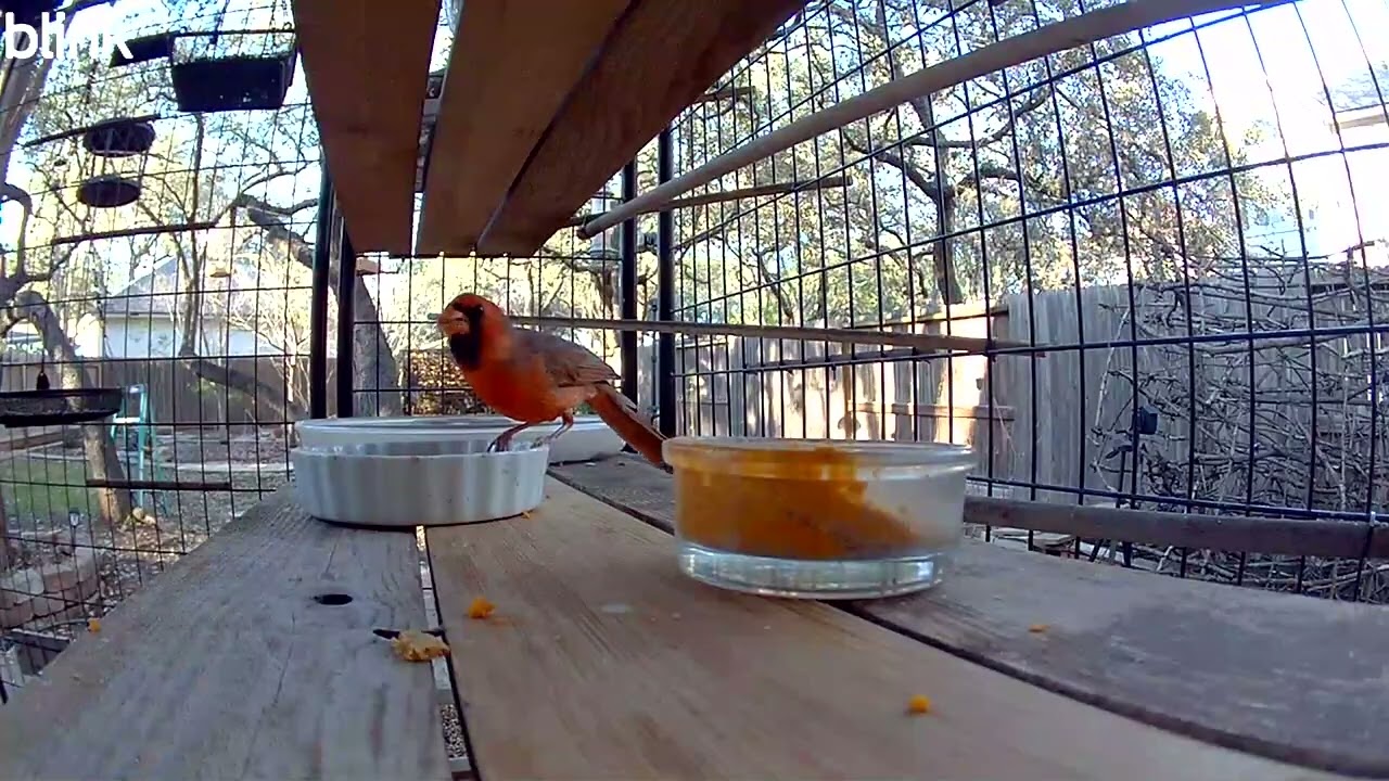 Springtime worm eatin