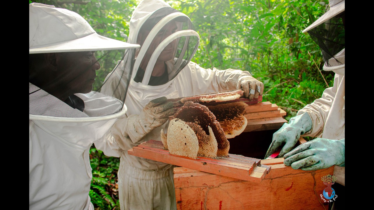 Apiculture Associative Villageoise soutenue par les ONGs BOTF Gabon et Conservation Justice