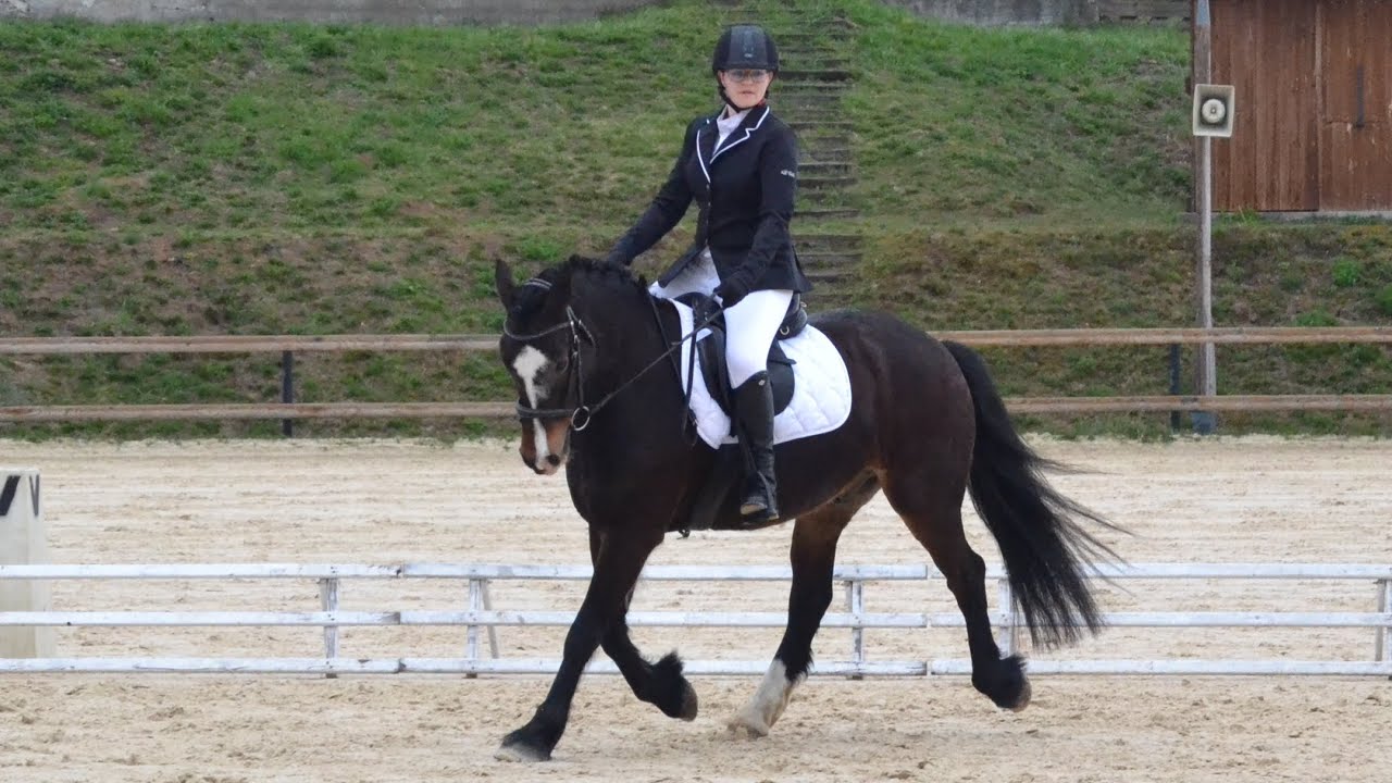 Dressage - Club 3 Grand prix -