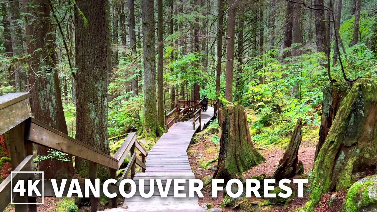 【4K】Walking the Autumn Forest Trails of North Vancouver with Light Rain - Relaxing Forest Sounds