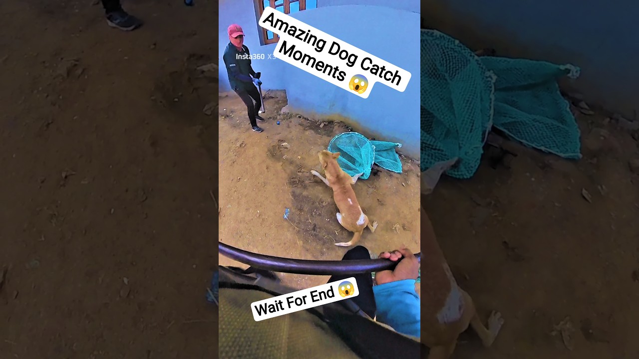 Next Level Gojo Dog Catching Fails 