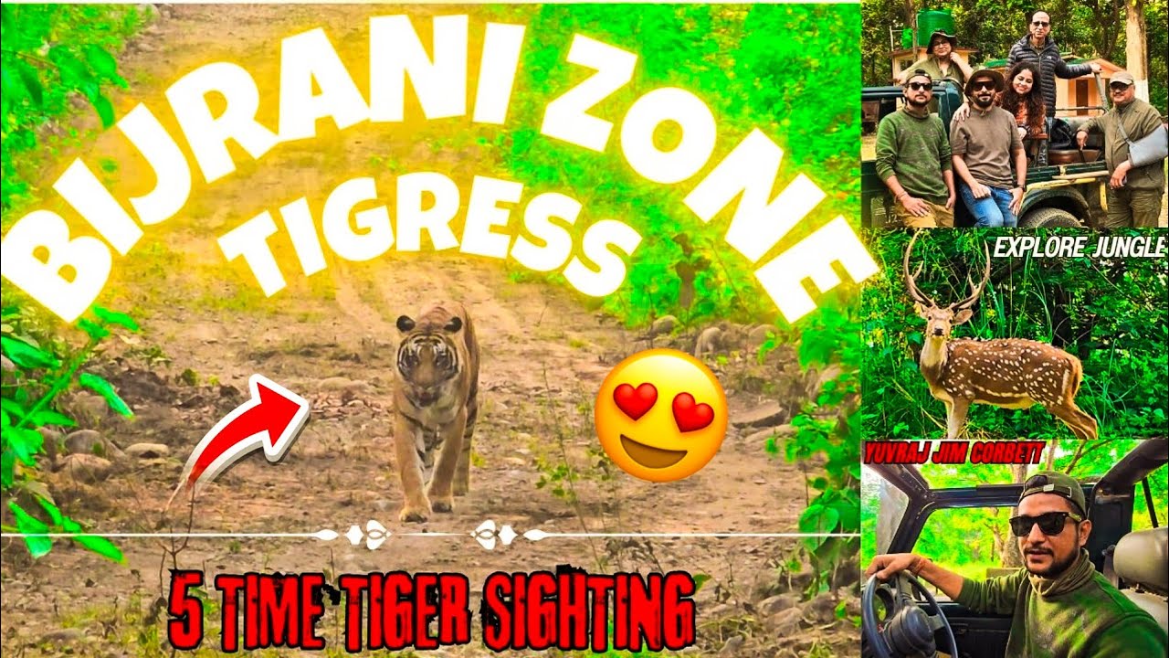 5 TIME TIGER SIGHTING HO GYI BIJRANI ZONE MAIN ENTRY LETE HE 🤩