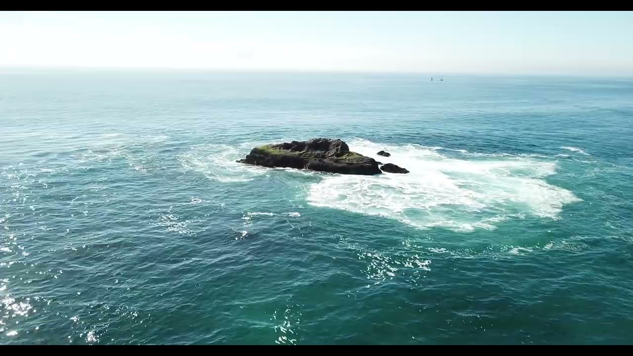 Intelligent mammals cavorting in the ocean  1/27/22