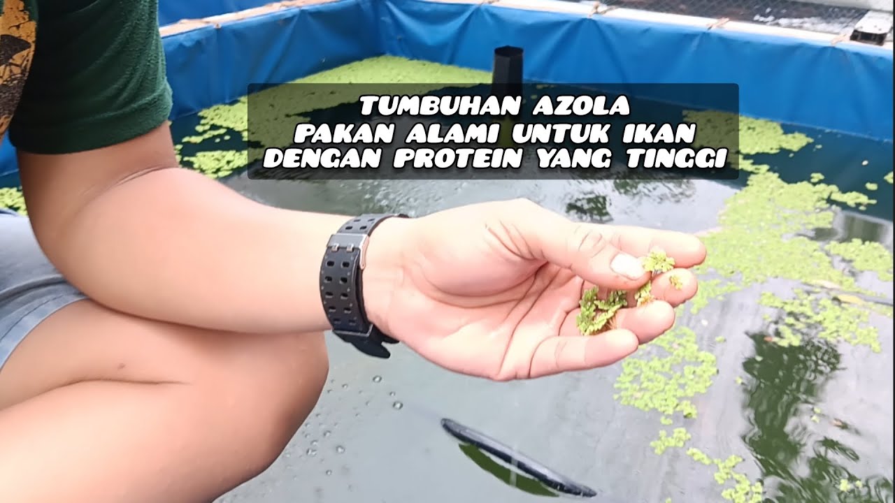 Cara Budidaya Tanaman AZOLA Sebagai Pakan Alternatif Untuk Ikan Dan Unggas 