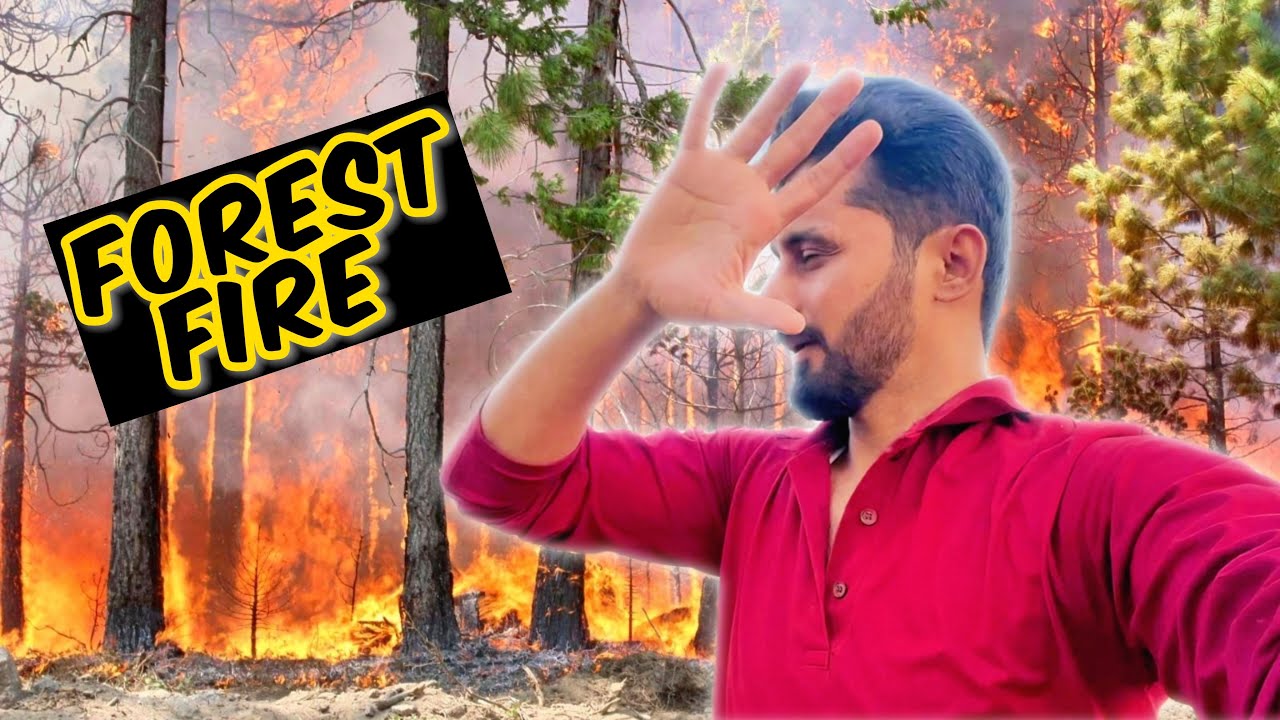 Jungle main aag lgny ki reason 😱| Forest animals in danger 😢| Village life |imhamzaali