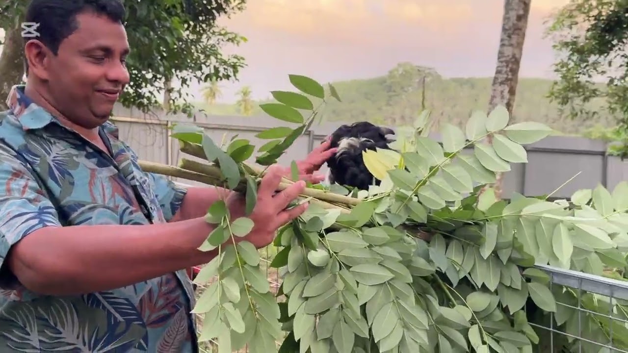 සොදුරු නාවාතැන ... ගොවිපළ ❤️❤️🌱🌱🦆🦆🐓🐓