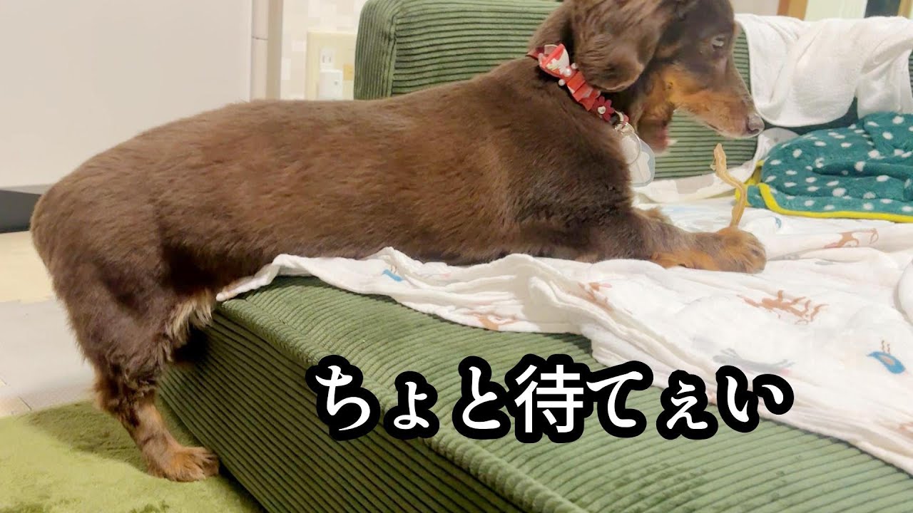 初めて食べるオヤツが美味しすぎてこうなってしまいました。【カニンヘンダックスフンド】
