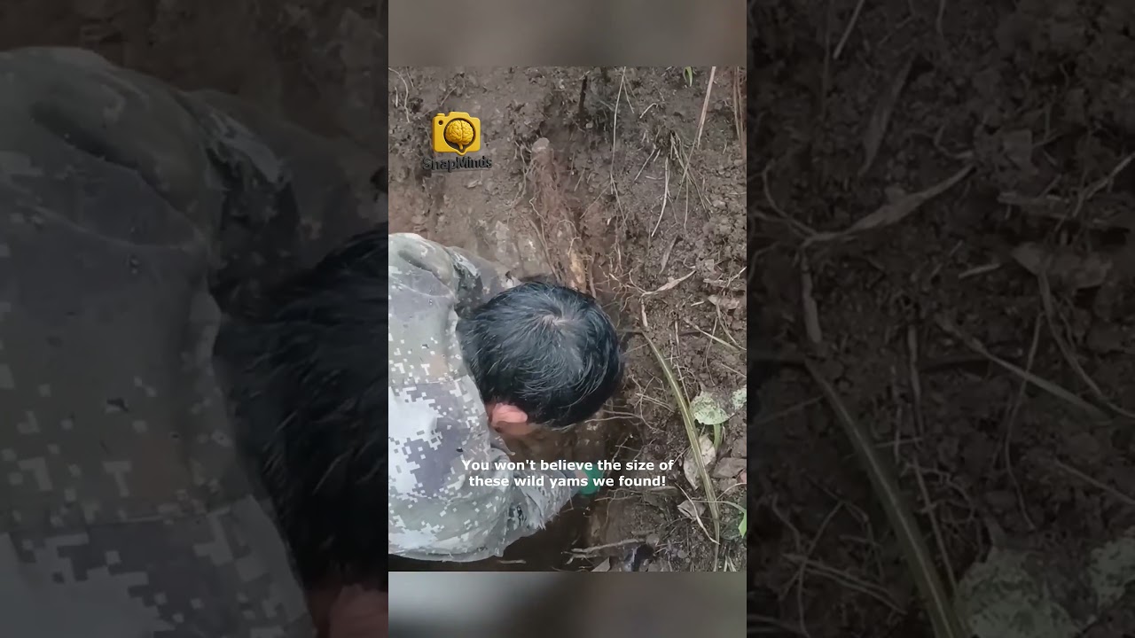 Mountain Foraging  Unearthing Hidden Wild Yams!