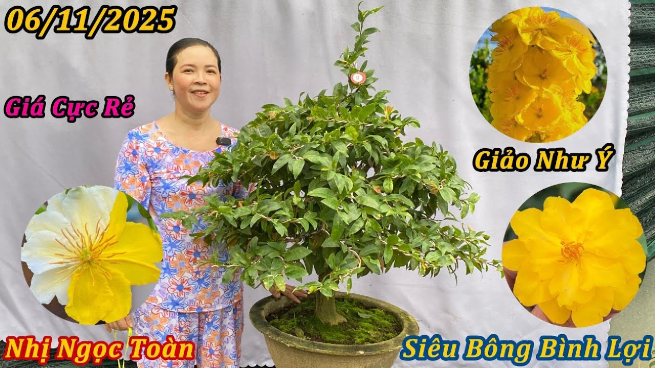 Mai Siêu Bông Bình Lợi, Giảo Như Ý, Nhị Ngọc Toàn Giá Cực Rẻ - Mai Vàng Phương Duy