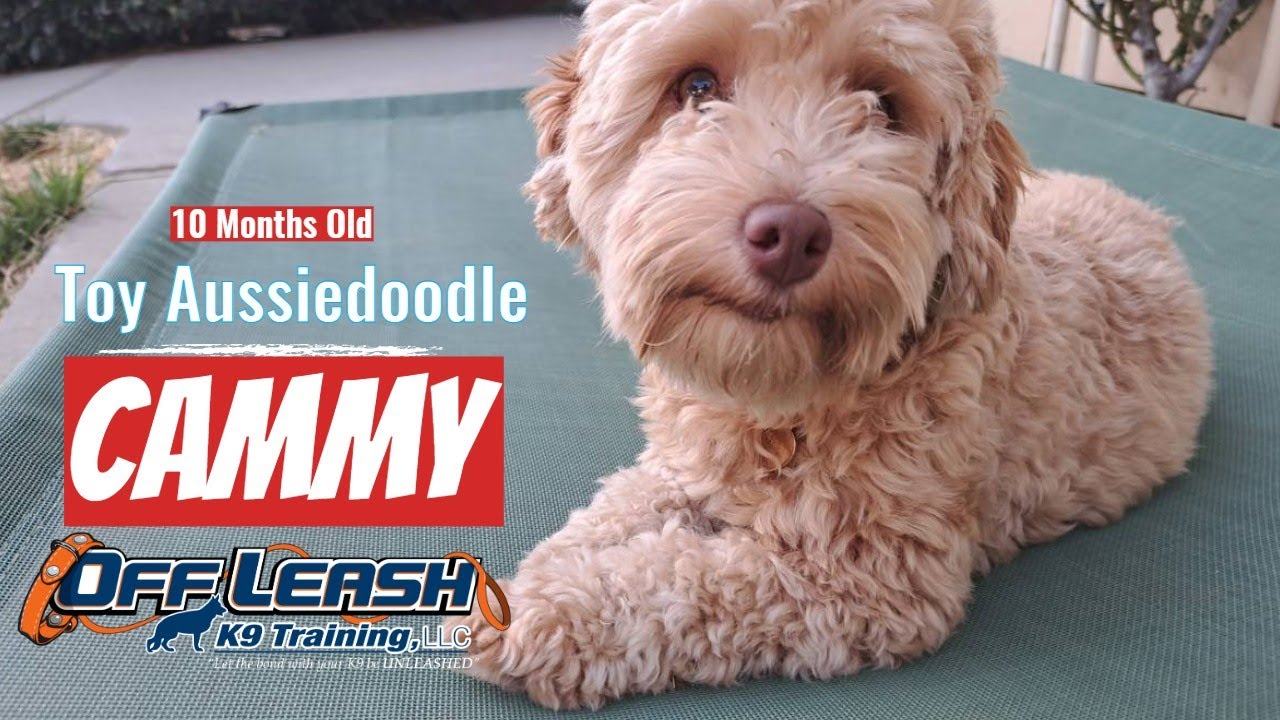 Best Toy Aussiedoodle Dog Training | Gilroy | Cammy