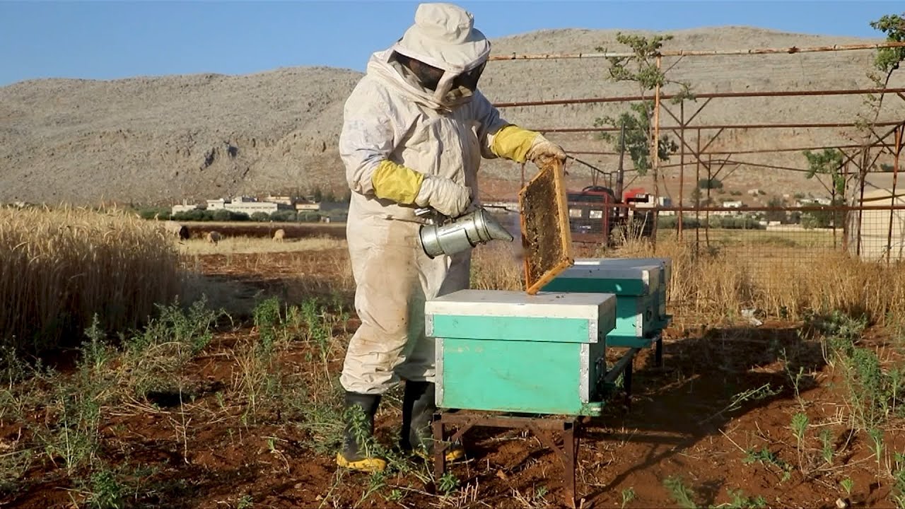 مهنة تربية النحل في إدلب تواجه العديد من التحديات | لم الشمل