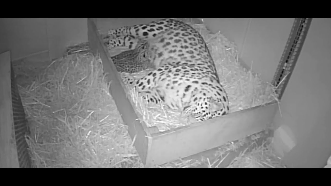 Rare Amur leopard cubs born!
