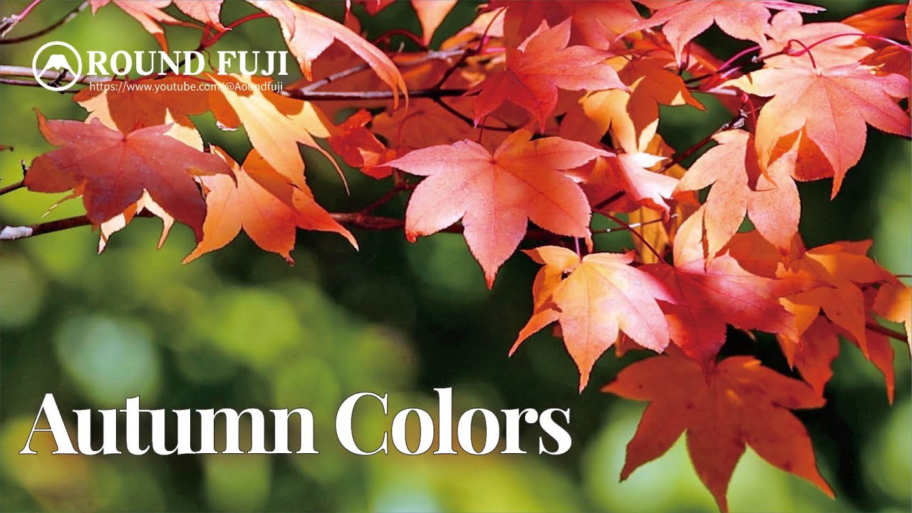 紅葉湖的秋色｜Autumn Colors of Kōyō Lake, Nagano | 5分鐘放鬆