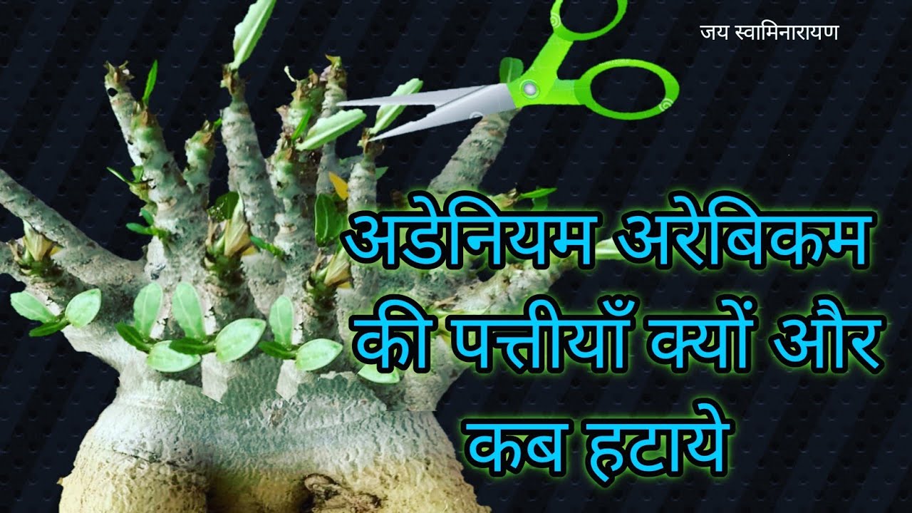 Reason Of Cutting Adenium Arabicum Leaves | अडेनियम अरेबिकम की पत्तीयाँ क्यों और कब हटाये #Adenium