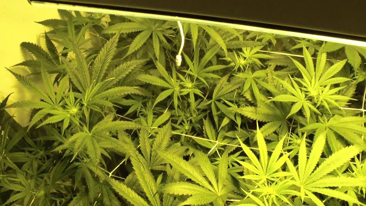 last few hours of week 2 of AZUL SHARIF (ug strain) grow