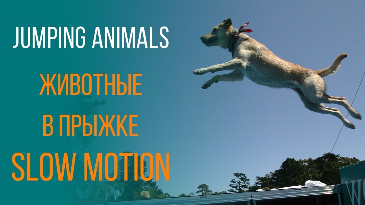 Animals jump in slow motion compilation HD