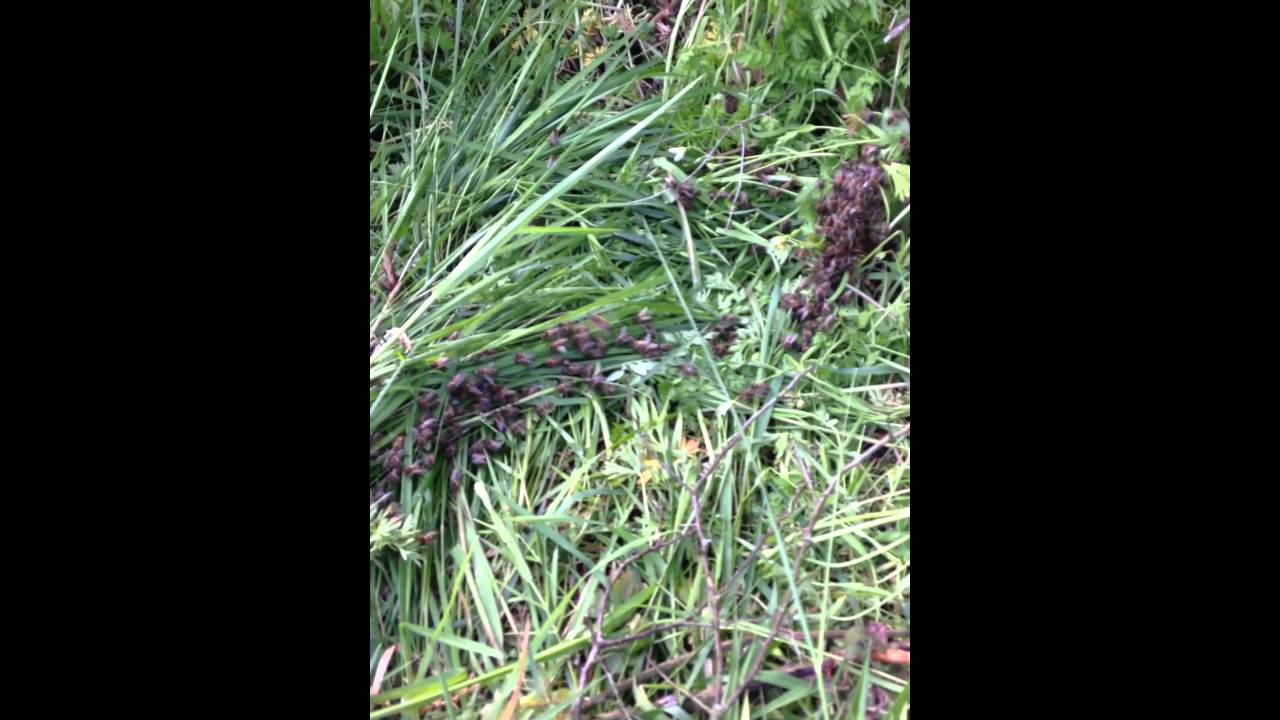 La marche  des abeilles