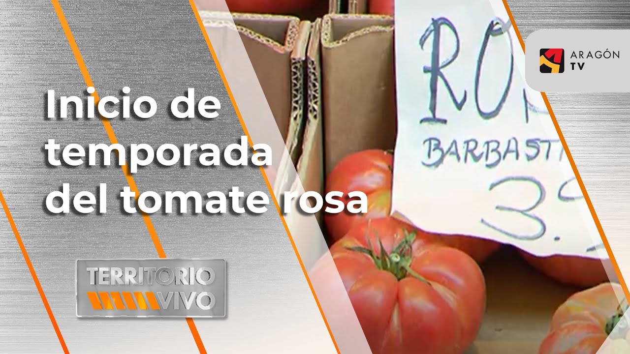 Inicio de la temporada del tomate rosa: Barbastro | Territorio Vivo ATV 397