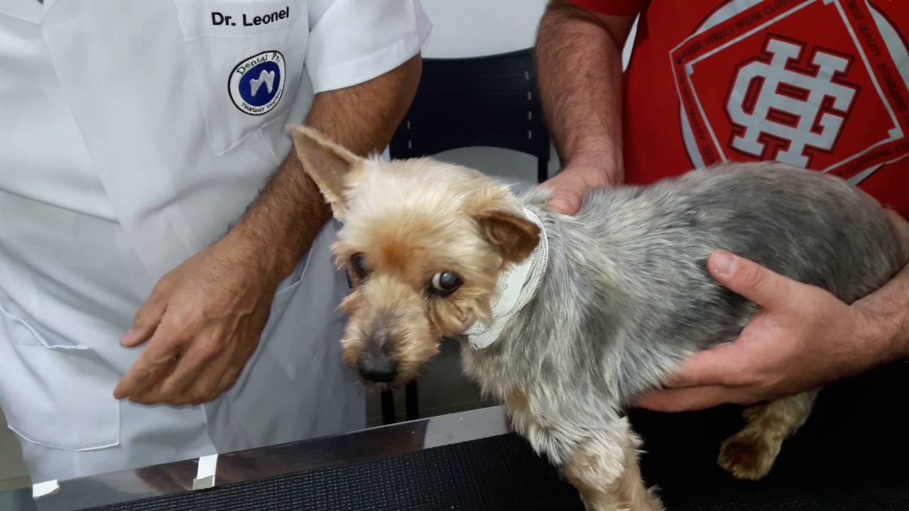 Troca de curativo da Sonda Alimentar em Cães e Gatos