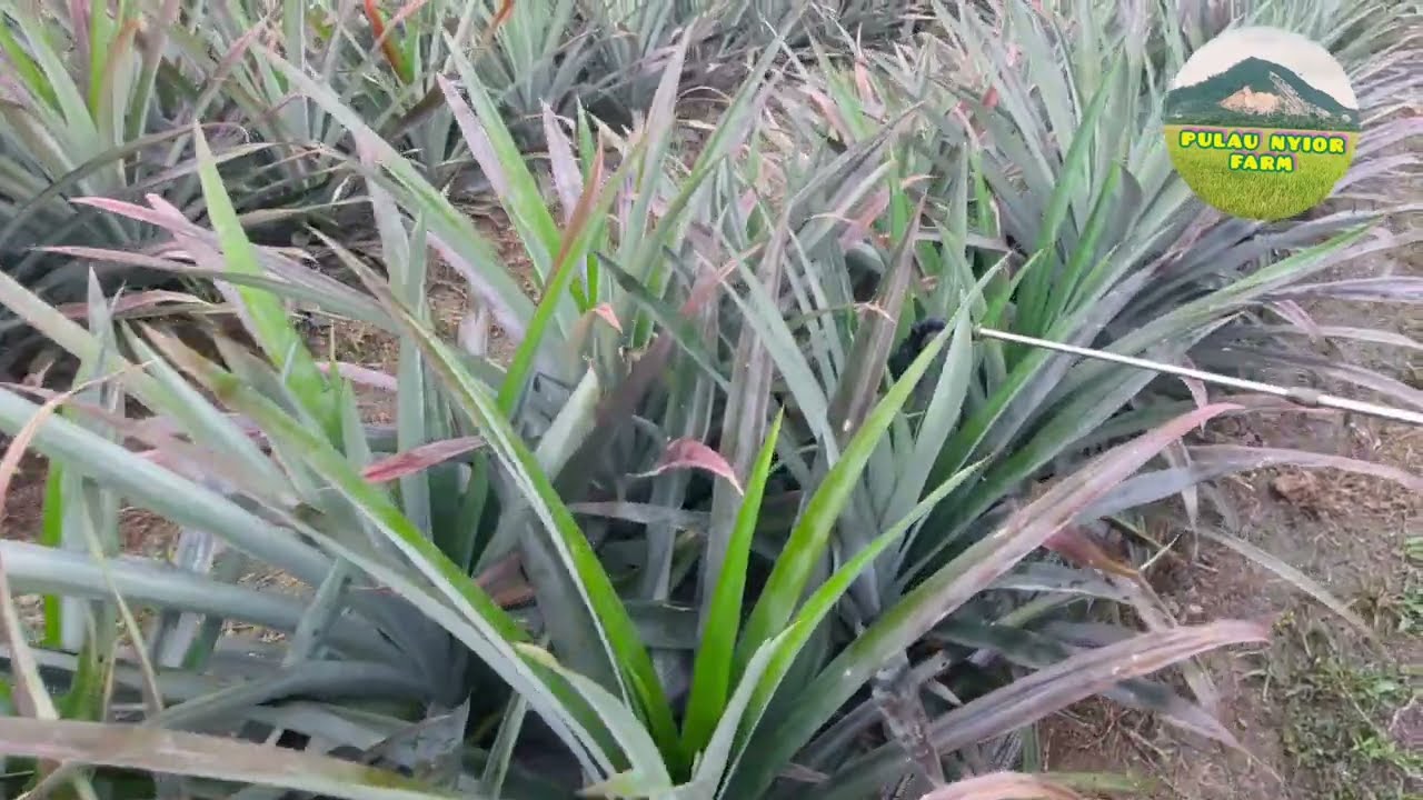 Cara Bagi Pokok Nanas Berbuah Serentak [ Hormon Nanas ]