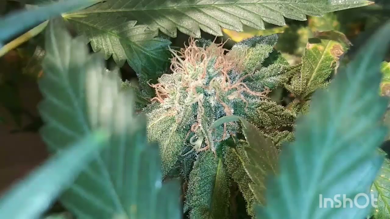 wk6 update ILGM Grandaddy purple