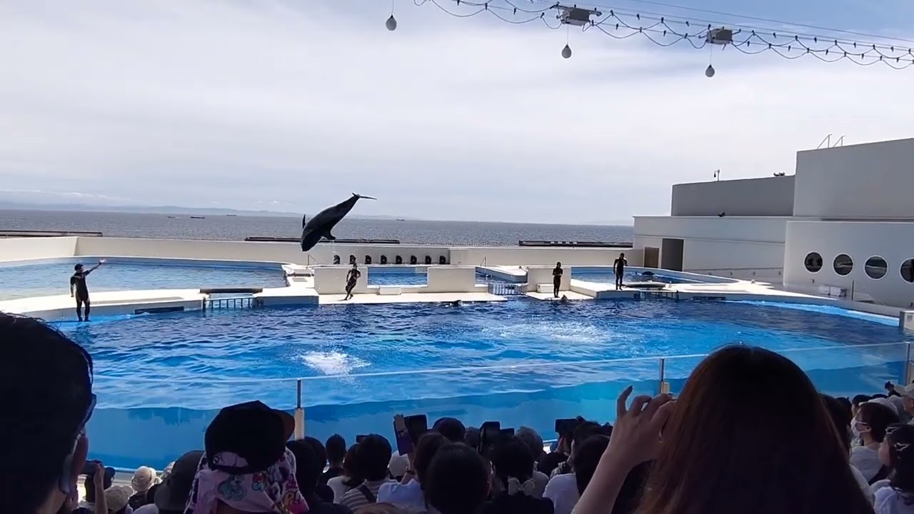 イルカショー 神戸須磨シーワールド 2024年6月10日