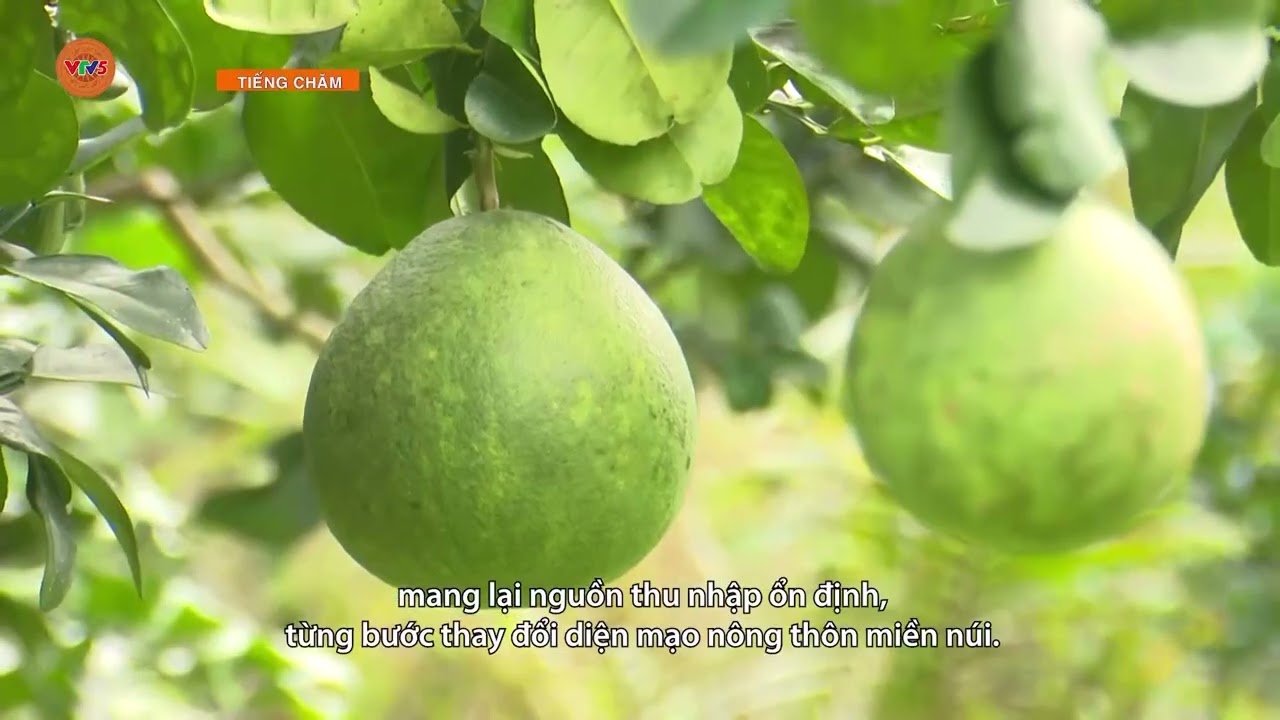 [TIẾNG CHĂM] KHI NGHỊ QUYẾT ĐI VÀO ĐỜI SỐNG Ở VÙNG ĐỒNG BÀO DÂN TỘC THIỂU SỐ | VTV5