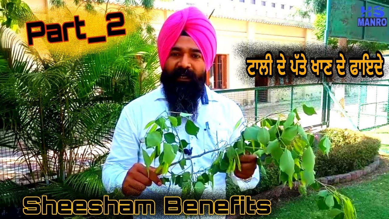 Sheesham Benefits | #Part_2 | Benefits Of Sheesham Tree Leaves | ਟਾਲੀ ਦੇ ਪੱਤੇ ਖਾਣ ਦੇ ਫਾਇਦੇ
