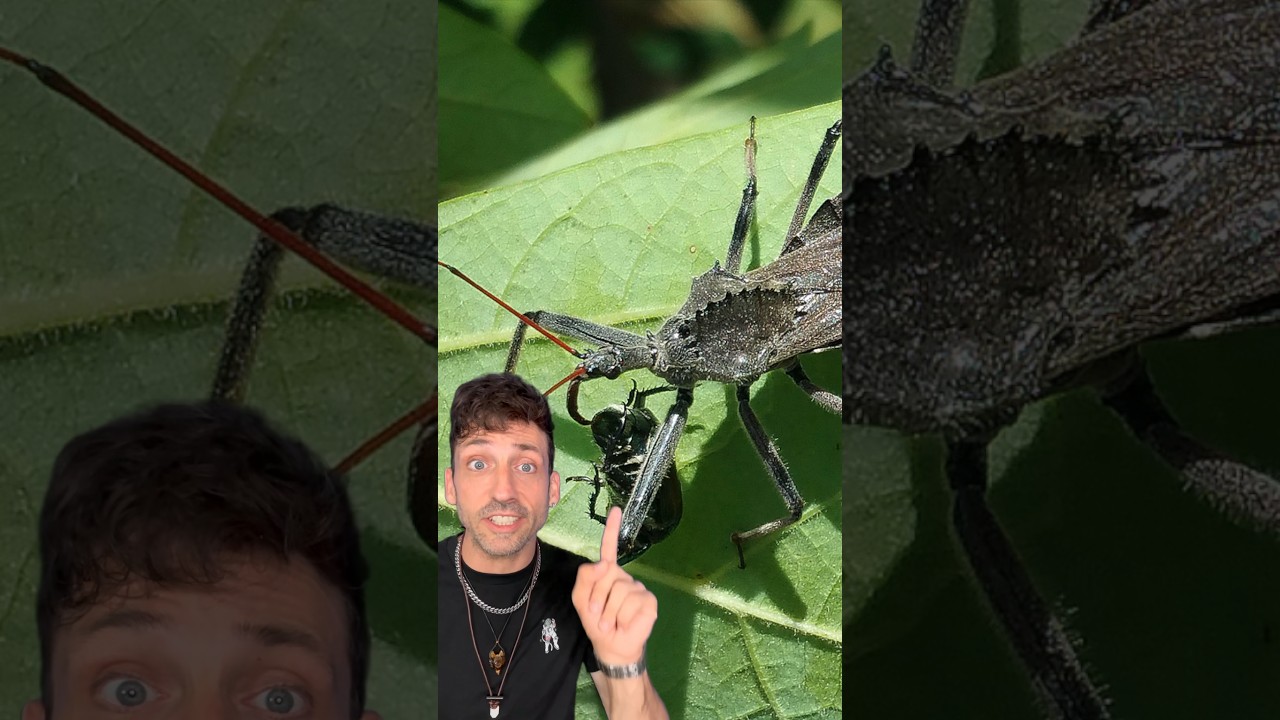 The assassin bug lives up to its name 👀 #assassinbug #insect