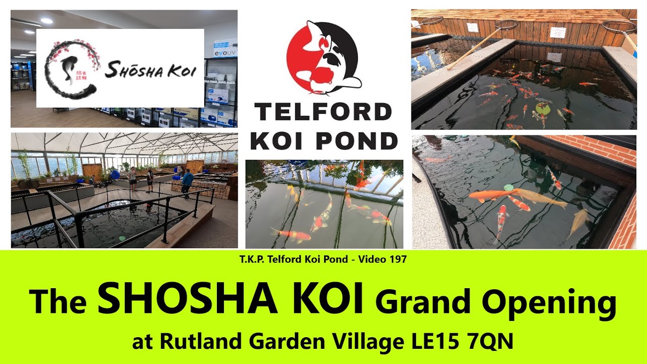 T.K.P  Telford Koi Pond - Video 197 - The SHOSHA KOI Grand Opening Event  #koi #koifishpond #ponds