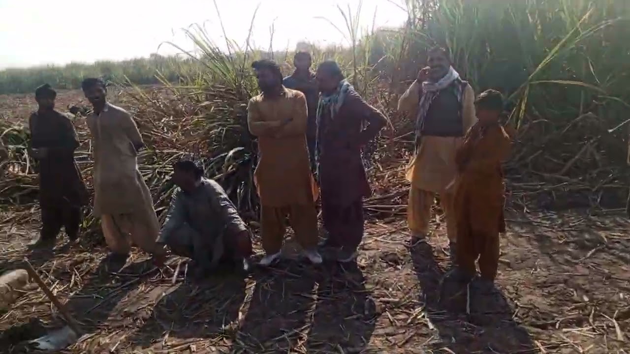 “Sugarcane trolley loaded