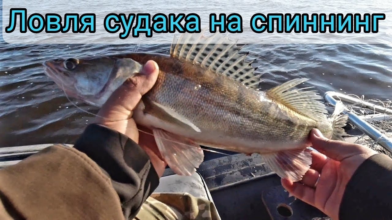Рыбалка на Каме. Ловля судака в июне на спиннинг.