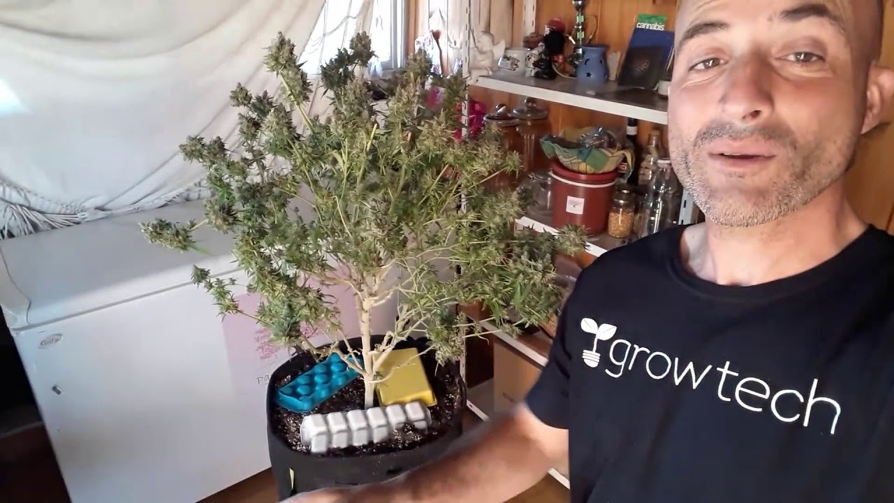 M&eacute;todo lCE TRICOMA!!🌱🍁