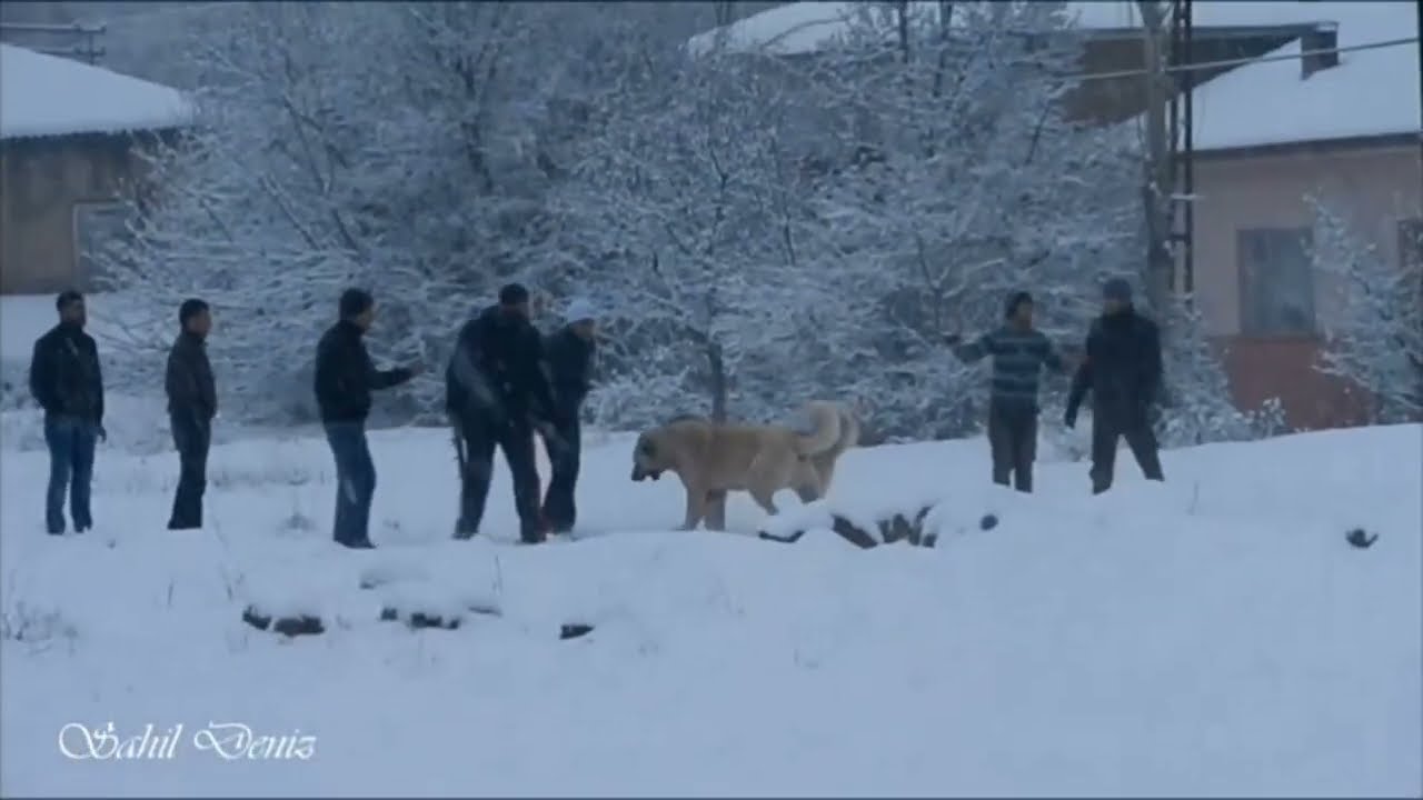 Malatya yine karlar yağdı, yine güzelleştin