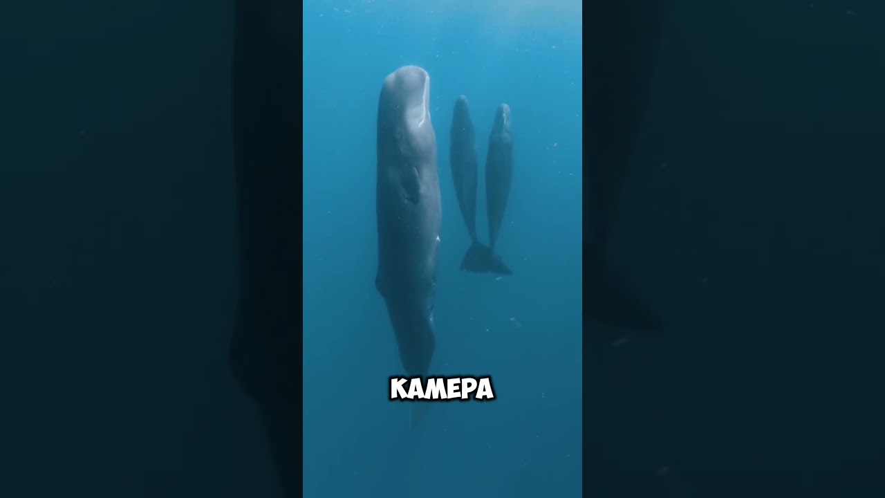 Они решили опустить камеру на дно марианской впадины #океан#факты#акула#монстр#рекомендации#viral
