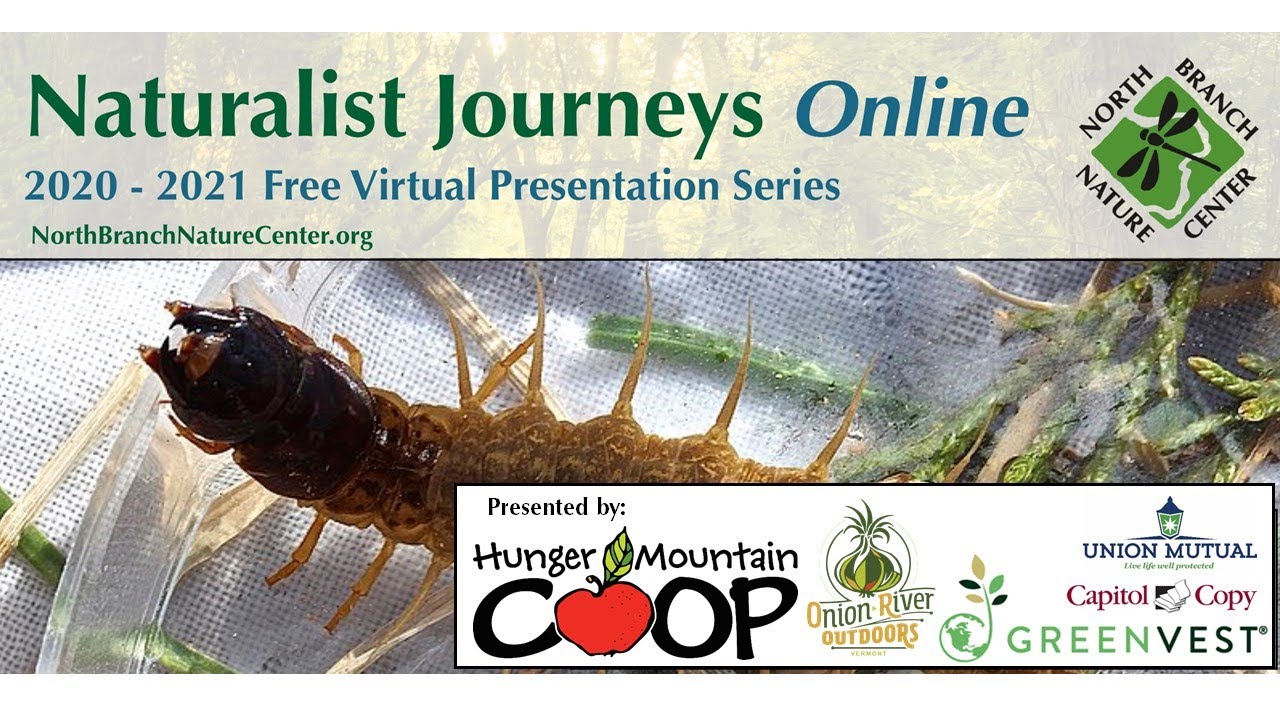 Turning Stones: Exploring Aquatic Invertebrates with Declan McCabe