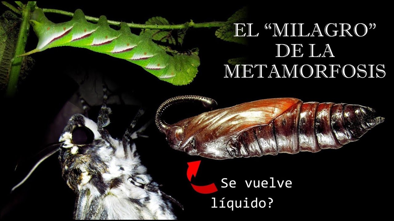 ENTOMOLOGÍA - El 