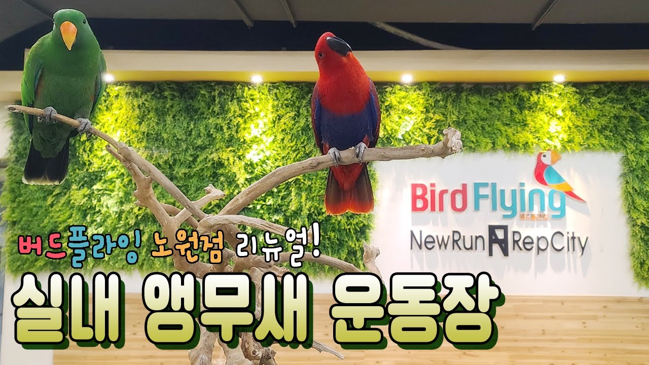 [지구젤리/앵카] 추운 날 가기 좋은 실내 앵무새 운동장 다녀왔어요! (버드플라잉 노원점)
