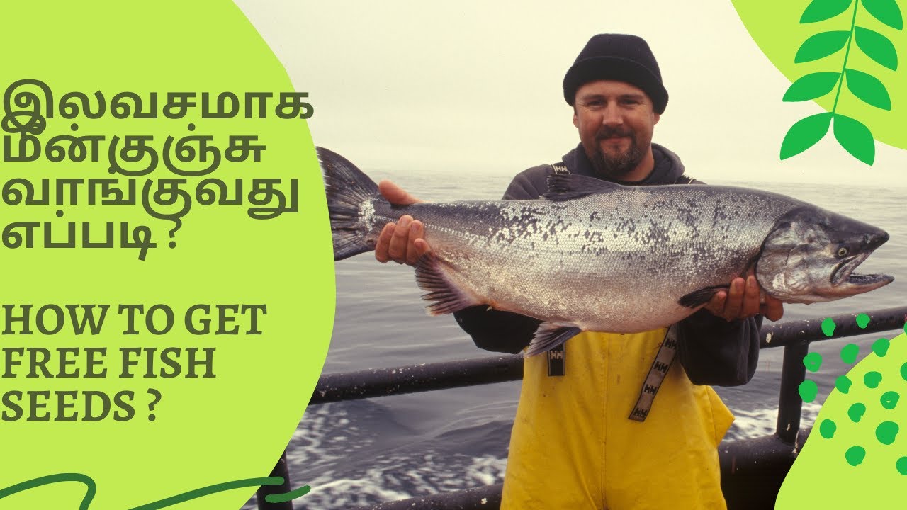 இலவசமாக மீன்குஞ்சு வாங்குவது எப்படி ? How to get free fish seeds ? business ideas tamil