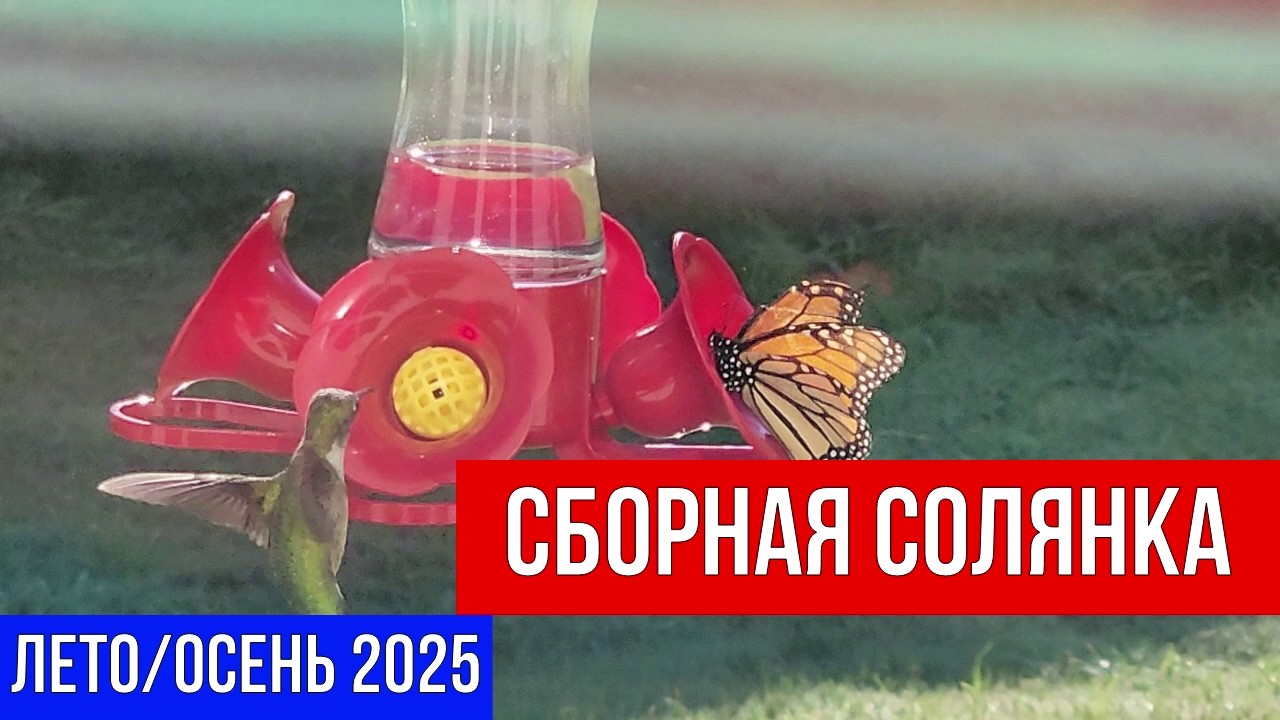 🔴 СБОРНАЯ СОЛЯНКА 🔴 ЛЕТО/ОСЕНЬ 2025
